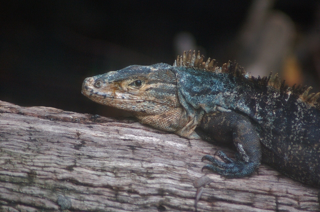 iguana